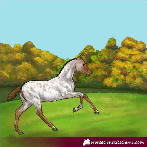 Horse Color:Powder White Gray Red Roan Appaloosa