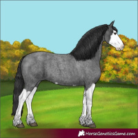 Horse Color:Blue Roan Splash 