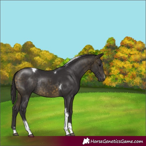 Horse Color:Buckskin Tobiano Rabicano 