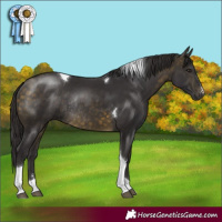 Horse Color:Buckskin Tobiano Rabicano