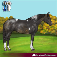 Horse Color:Buckskin Tobiano Rabicano