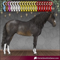 Horse Color:Buckskin Tobiano Rabicano
