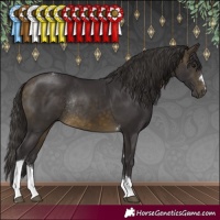 Horse Color:Buckskin Tobiano Rabicano