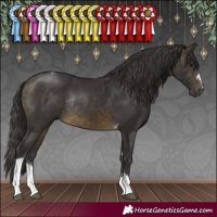 Horse Color:Buckskin Tobiano Rabicano 