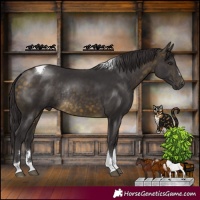 Horse Color:Buckskin Tobiano Rabicano 