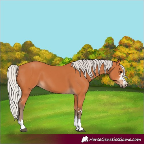 Horse Color:Silver Bay