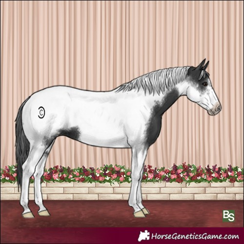 Horse Color:Black Tobiano Frame 