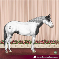 Horse Color:Black Tobiano Frame