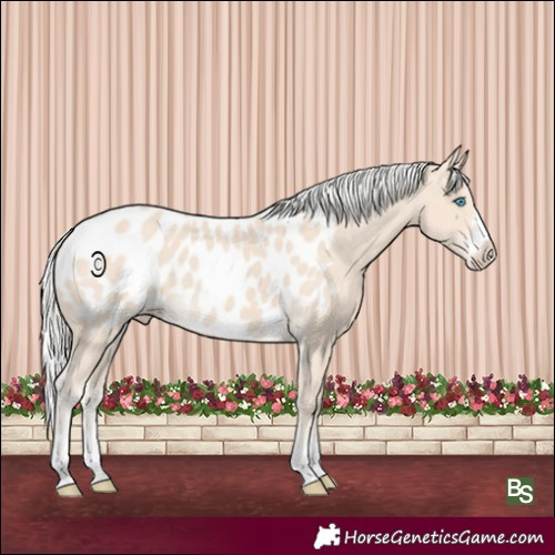 Horse Color:Silver Smoky Creme Appaloosa 