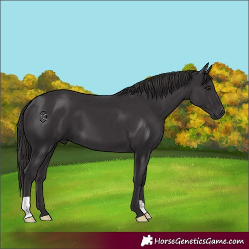 Horse Color:Smoky Black 