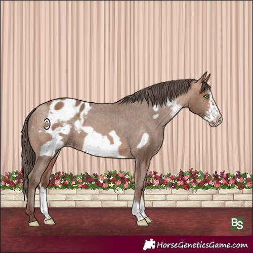 Horse Color:Sable Champagne Sabino Frame Appaloosa 
