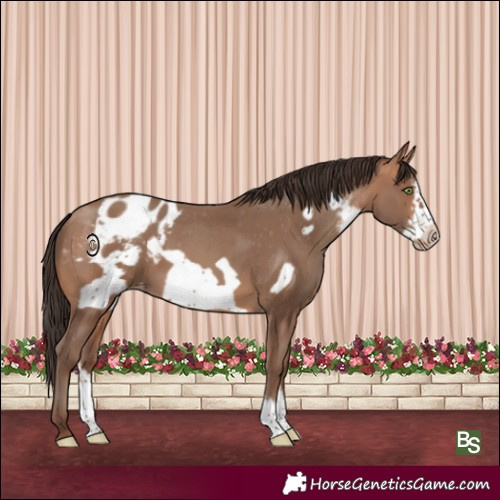 Horse Color:Sable Champagne Sabino Frame Appaloosa 