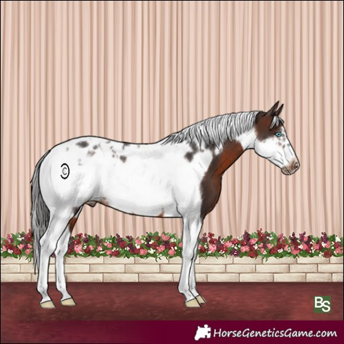Horse Color:Brown Tobiano Frame Appaloosa