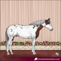 Horse Color:Brown Tobiano Frame Appaloosa