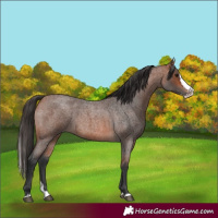 Horse Color:Bay Roan Splash