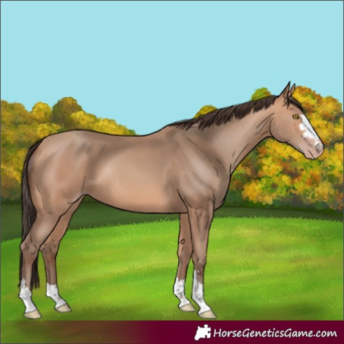 Horse Color:Amber Champagne Rabicano 