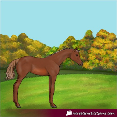 Horse Color:Chestnut Rabicano