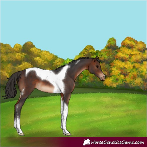Horse Color:Brown Tobiano Appaloosa