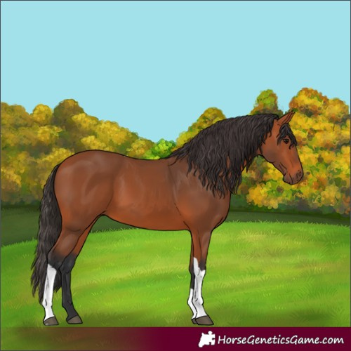 Horse Color:Unknown 