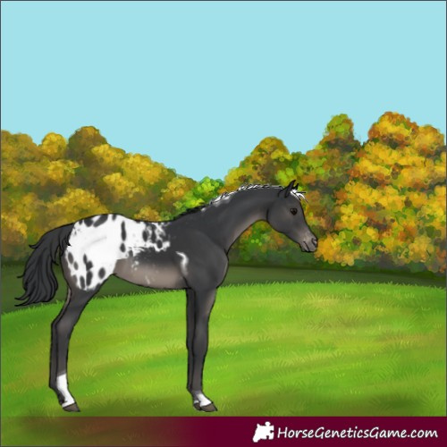 Horse Color:Black Tobiano Appaloosa