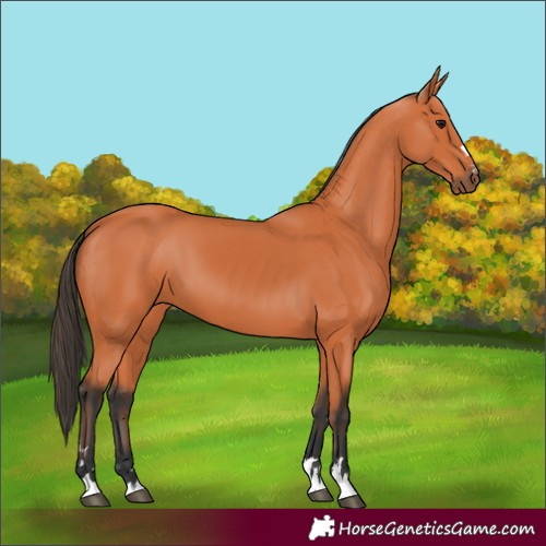 Horse Color:Bay 