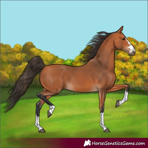 Horse Color:Bay 