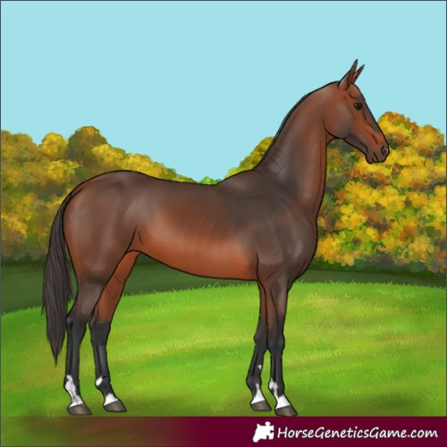 Horse Color:Bay 
