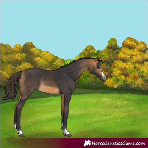 Horse Color:Buckskin 