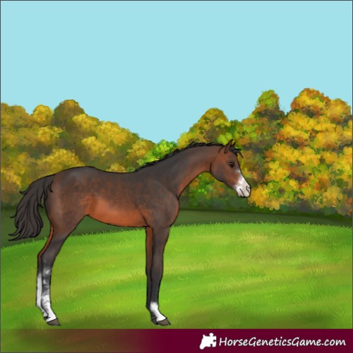 Horse Color:Brown Sabino Appaloosa 