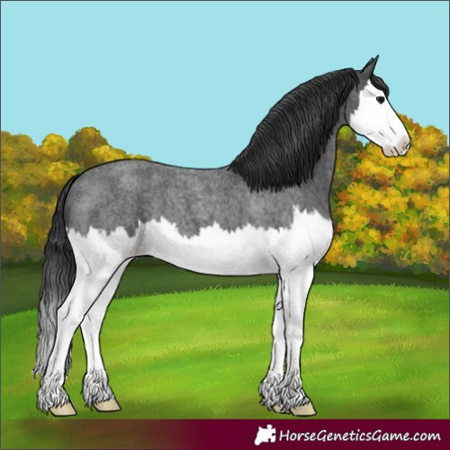 Horse Color:Blue Roan Splash 