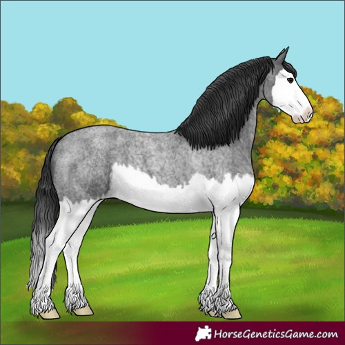 Horse Color:Blue Roan Splash 