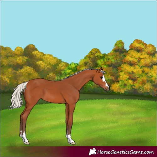 Horse Color:Silver Bay 
