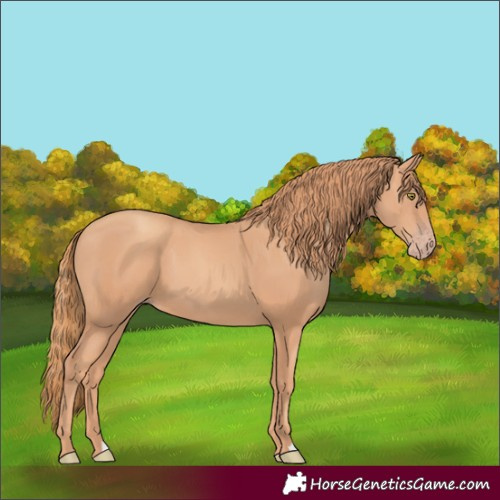 Horse Color:Gold Champagne 