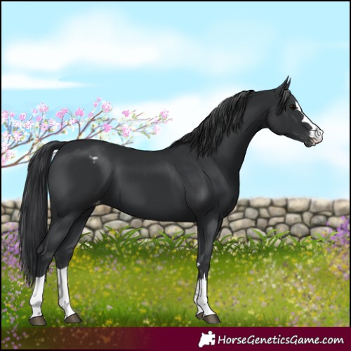 Horse Color:Black Appaloosa 
