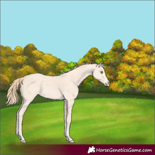 Horse Color:Perlino