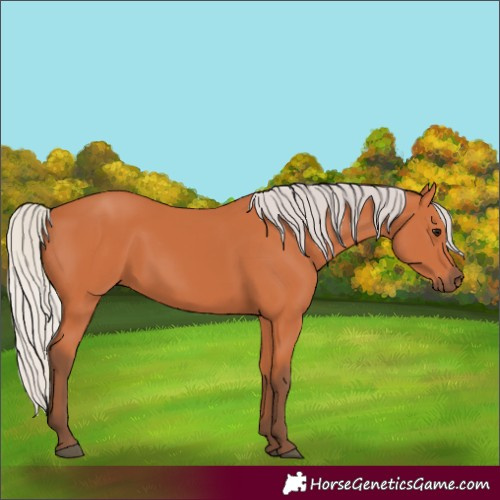 Horse Color:Silver Bay