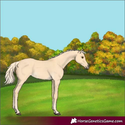Horse Color:Palomino Dun Rabicano