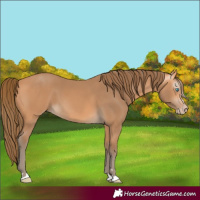 Horse Color:Gray Perlino