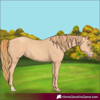 Horse Color:Gold Champagne