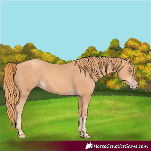 Horse Color:Gold Champagne 