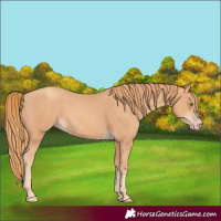 Horse Color:Gold Champagne 