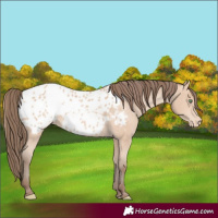 Horse Color:Amber Champagne Blanket