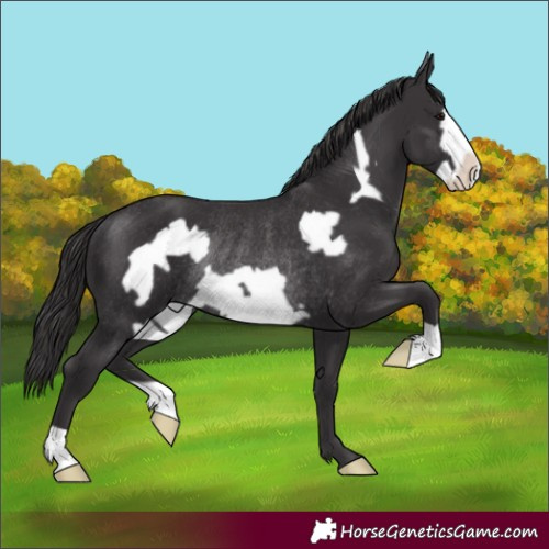 Horse Color:Smoky Black Frame Rabicano 