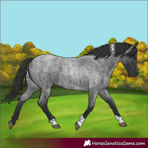 Horse Color:Blue Roan Tobiano 