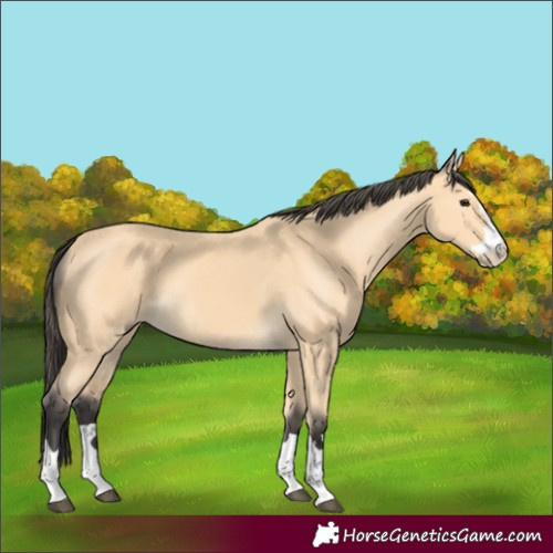 Horse Color:Buckskin 