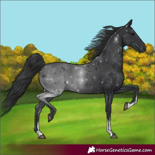 Horse Color:Unknown 