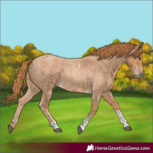 Horse Color:Red Roan Tobiano 