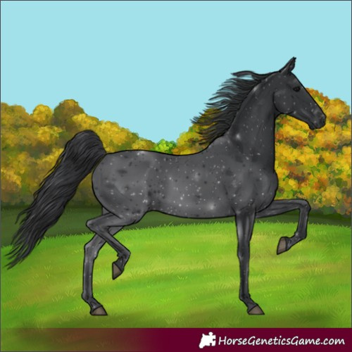 Horse Color:Black 