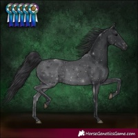 Horse Color:Black 