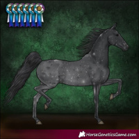 Horse Color:Black 